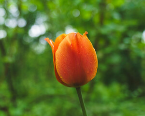 red poppy flower in garden