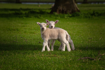 Pair of cute young Spring lambs in a field looking at the camera