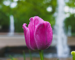 pink tulip with drops