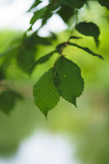 leaves