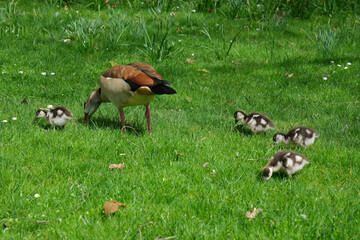 The Egyptian goose sits on green grass with little gosling. Alopochen aegyptiaca beautiful portrait.