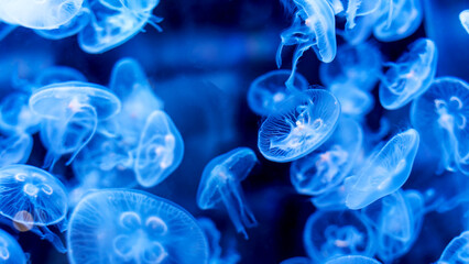 blue jellyfish in an aquarium