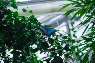 Beautiful large butterflies in the botanical garden in Frankfurt am Main