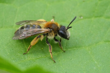 Closeup on a colorful sap-sucking red firebug or soldierbug, Pyrrhocoris apterus, sitting on a green leaf