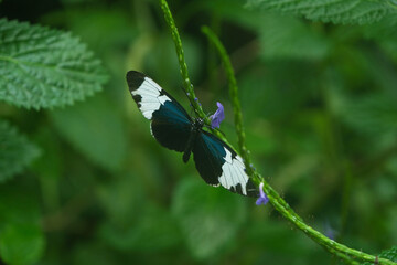 Beautiful large butterflies in the botanical garden in Frankfurt am Main