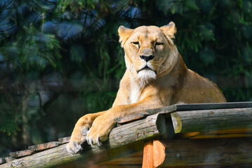 Portrait of a wild animal predator graceful lioness