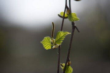 EARLY SPRING - blooming birch tree with young small leaves