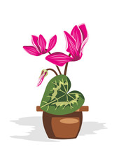 Cyclamen plant in a pot