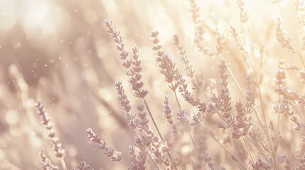 Naklejka premium Field lavender landscape, summer background