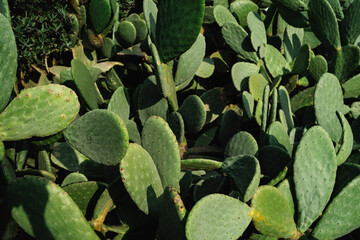 Close-up view of prickly pear cactus in natural habitat