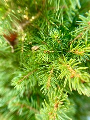 Green spruce branch in a sunny summer forest. Close-up photo