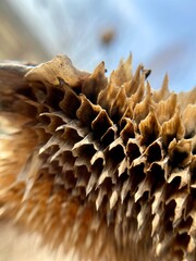 Dry withered sunflower flower in nature. Close-up photo - 785668125