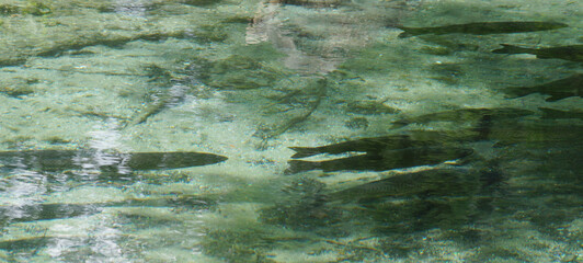 fish swimming calmly in clear water over rocky bed