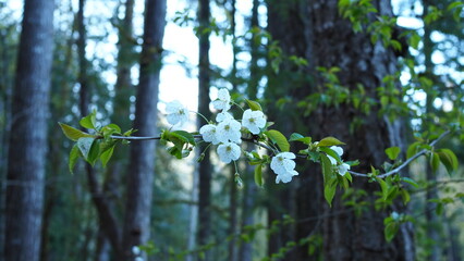 Obraz premium spring in the forest