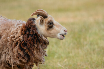 Funny looking sheep with horns on a pasture