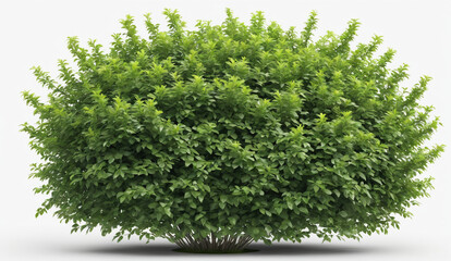 Obraz premium single rounded green garden bush, cut out, white background , detailed