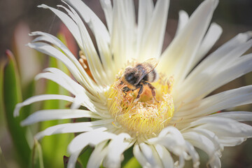 Bee sucking pollen from flower macro - 785669917