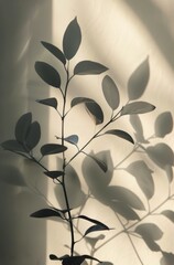 Plant Casting Shadow on Wall
