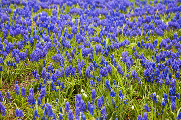 Obraz premium Blue muscari (Muscari botryoides) early spring flowers