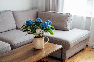 Ceramic pot with blue hydrangea flowers bouquet on coffee table with blurred background of modern...