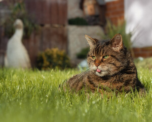 Tabby cat lying in the long grass in a garden and sticking the tongue out