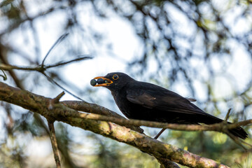 Blackbird (Turdus merula) - Europe, North Africa, and parts of Asia