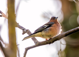 Chaffinch (Fringilla coelebs) - Widespread across Europe, Asia, and North Africa