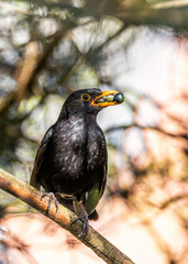Blackbird (Turdus merula) - Europe, North Africa, and parts of Asia