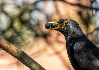 Blackbird (Turdus merula) - Europe, North Africa, and parts of Asia