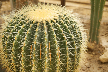 large green cactus Echinocactus Grosonii with sharp yellow spikes close-up