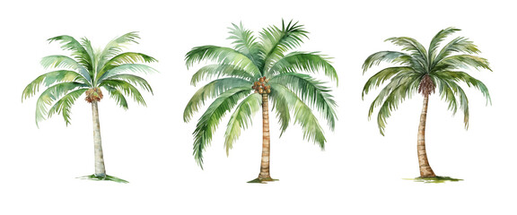 Watercolor tropical palm trees isolated illustrations set