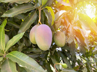 Mango healthy fruit