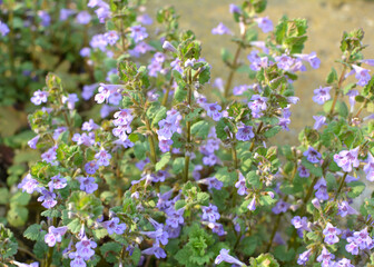 Glechoma hederacea blooms in nature in spring