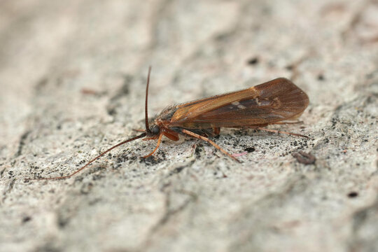 Closeup on a brown European caddisfly species, Limnephilus auricula sitting on wood