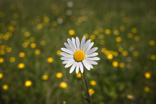 White daisy flower on a meadow with yellow dandelions in background
