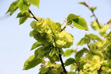 Elm (Ulmus glabra) twig with leaves and flower