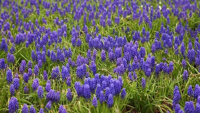 Beautiful blue Muscari flowers close up on spring meadow, floral abstract natural background. spring blossom season. Gentle colorful nature image