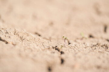 parched, cracked earth in the desert