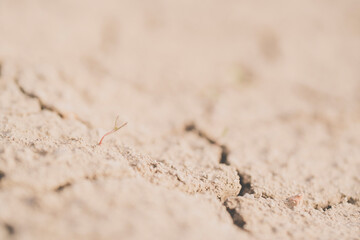 parched, cracked earth in the desert