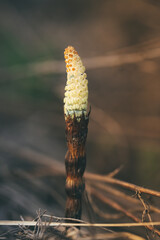 macro photo of a strange beautiful plant
