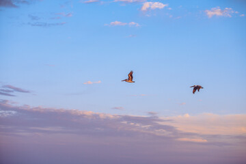 Pelicans flying above the water at Mashes Sands Beach in Florida