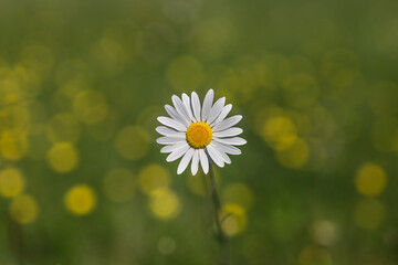 White daisy flower on a meadow with yellow dandelions in background