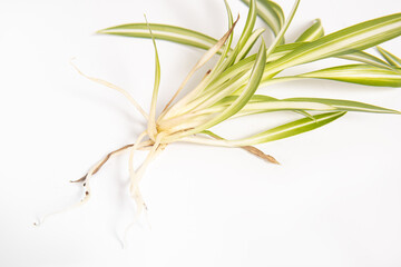Chlorophytum with roots on white background. Reproduction, rooting of domestic plants