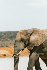 Fototapeta na wymiar Elephant strolling to a watering hole in the African savannah