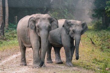 Elephants standing together on a jungle path