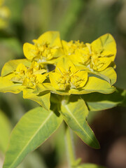 Yellow blooming spurge Euphorbia epithymoides close-up in sunlight
