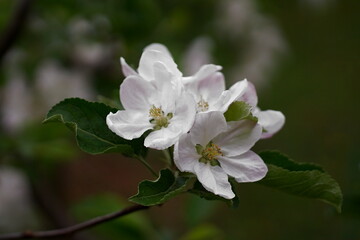 The revival of nature; photo of a apple branch with a flower ; Malus domestica