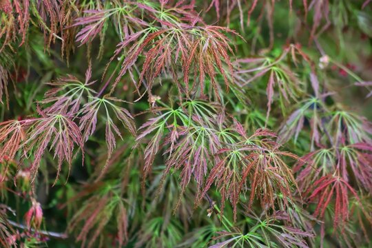 Acer palmatum. Spring. Green and red leaves Laceleaf Japanese Maple tree.