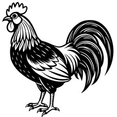 rooster isolated on white background