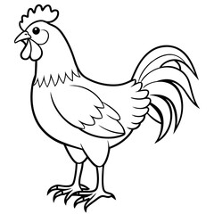 rooster isolated on white